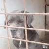 Chiots Cane Pure Race thumb 5