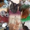 Lapins , lapereaux, géant des Flandres, fauve, rex tricolore thumb 0