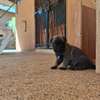 Berger allemand  malinois thumb 11