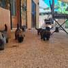 Berger allemand  malinois thumb 6