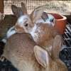 Couple Lapereaux lapin thumb 0