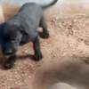 Chiots Cane Pure Race thumb 1