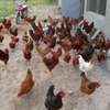 Poussins et œufs fertiles poulet goliath thumb 0