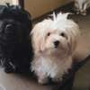 Bichon maltais thumb 3