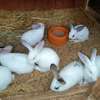 Couple Lapereaux lapin thumb 1