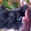 Pomeranien thumb 5