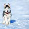 Chiot Husky Sibérien provenance BERLIN thumb 0