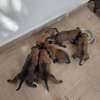 🐶 7 chiots mâles Malinois disponibles à la réservation 🐶 thumb 4