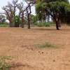 Terrain Agricole de 21,05 Hectares vers Thiénaba – Thiès thumb 3