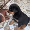 Rotweiller purs sang thumb 0