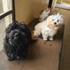 Bichon maltais thumb 2