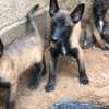 Chiots berger Belge Malinois thumb 0