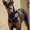 Chiot femelle Doberman noir et feu thumb 8