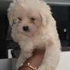 Chiot Bichon disponible thumb 0