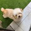 Bichon adulte thumb 1