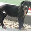 Chiots Dogue Allemand thumb 1