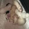 Bichon maltais 1 a 6 mois thumb 0