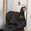 Poussins Poule de race thumb 1