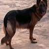 Chiot Berger Allemand thumb 6