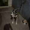 DOG ALLEMAND thumb 2