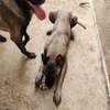 Berger belge malinois thumb 3