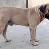 Boerboel à vendre thumb 0