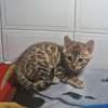 Bengal thumb 3