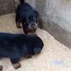 Male rotweiller thumb 1