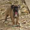 chiots cane corso thumb 2