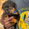 Chiots Rottweiler thumb 4