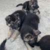 Berger Allemand chiot noir et feu thumb 5