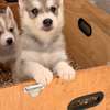 Husky de Siberie thumb 2