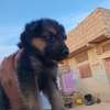 Chiot métisse berger allemand thumb 2