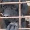 Chiots Cane Corso thumb 0