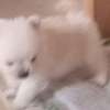 Pomeranè thumb 7