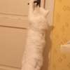 Maine Coon thumb 4