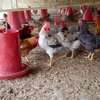 Poussins Goliath vaccinés à vendre thumb 6