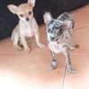 Chiots Chihuahua jeunes variés affectueux loyaux thumb 13