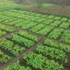 Horticulture thumb 5