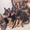 Chiots bergers allemands à vendre thumb 2