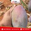 Terrain à arbres fruitiers à vendre à Sindia thumb 6