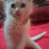Chats chatons Angora turc blancs aux yeux bleus thumb 0