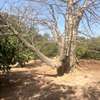 TERRAIN DE 18000M2 A NGERIGNE thumb 1