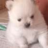 Pomeranè thumb 1