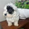 Bichon maltais à vendre thumb 2