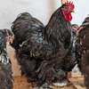 Poussins Poule de race thumb 2
