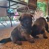 Berger allemand  malinois thumb 8