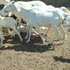 Lot de Moutons Femelle Ladoums thumb 10