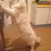 Maine Coon thumb 7