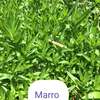 Vente de nana (menthe) thumb 0